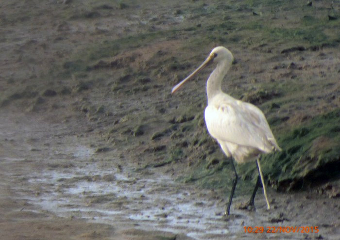 Spoonbill