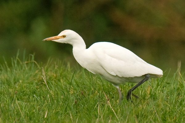 Cattle Egret