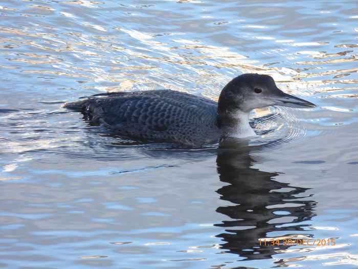 Great Northern Diver