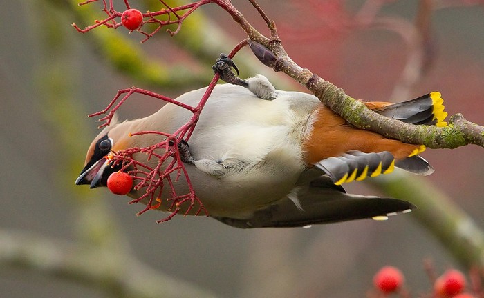 Waxwing