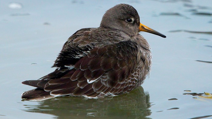 Purple Sandpiper