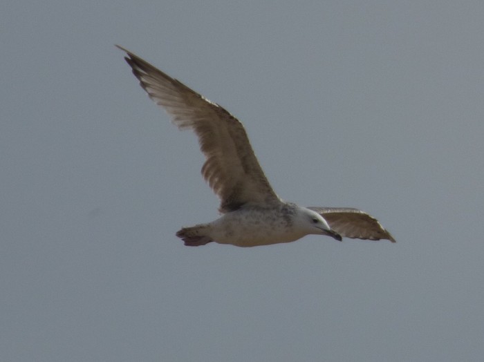 Caspian Gull