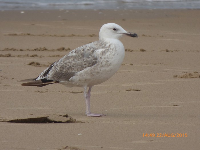 Caspian Gull