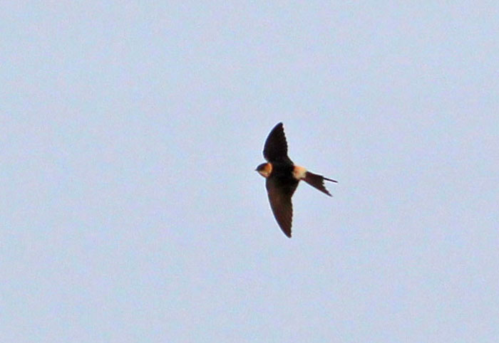 Red-rumped Swallow