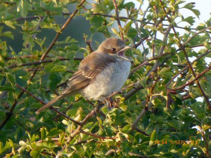 Red-backed Shrike