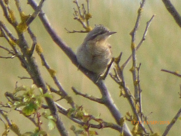 Wryneck