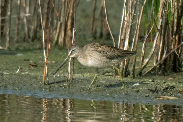 Long-billed Dowitcher
