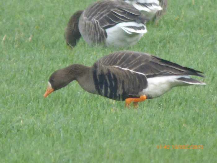 Greenland White-fronted Goose