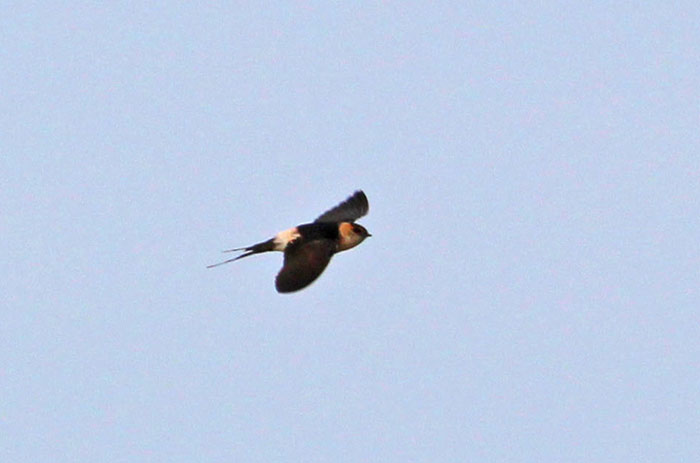 Red-rumped Swallow