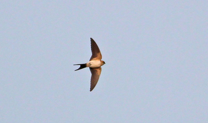 Red-rumped Swallow