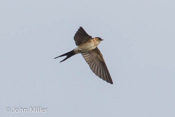 Red-rumped Swallow