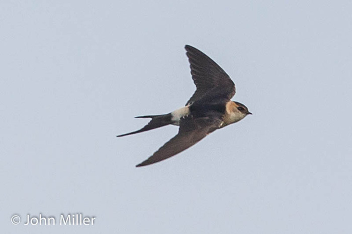 Red-rumped Swallow