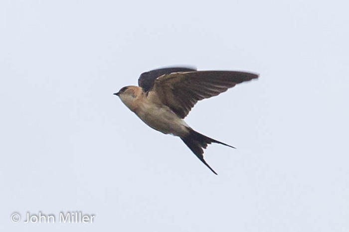 Red-rumped Swallow