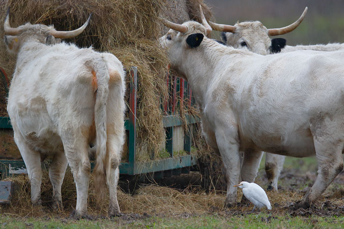 Cattle Egret