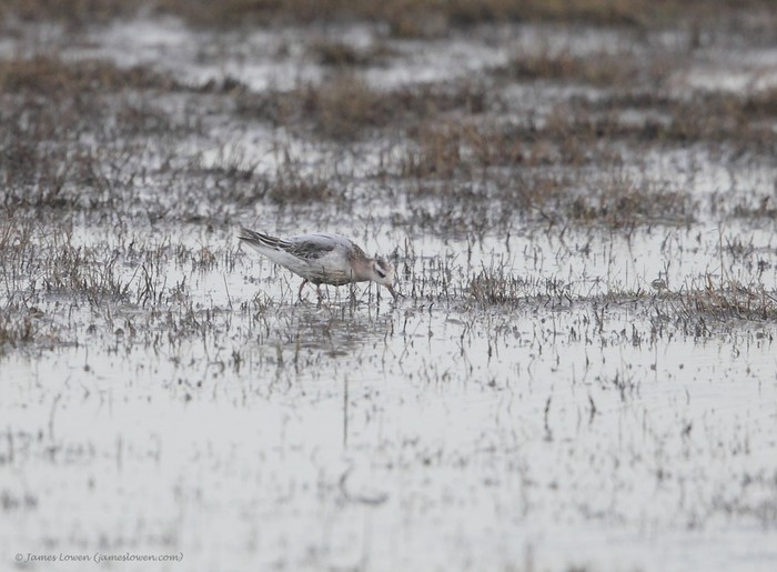 Grey Phalarope