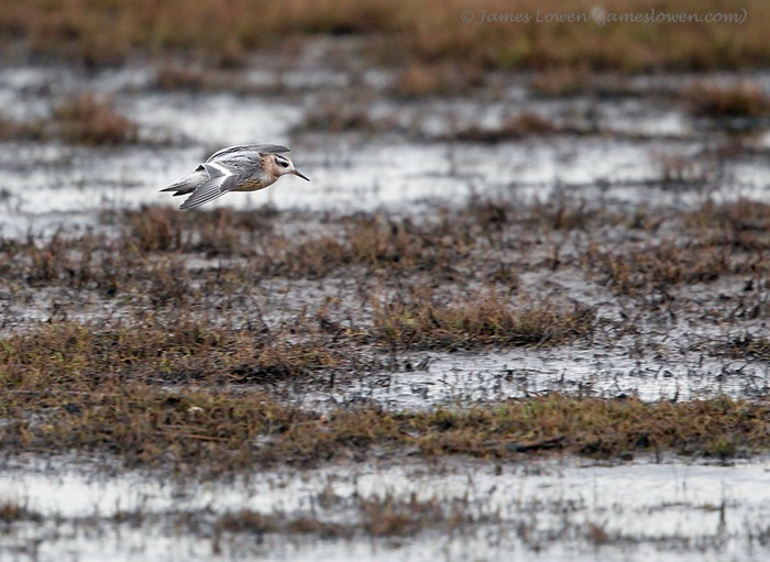Grey Phalarope