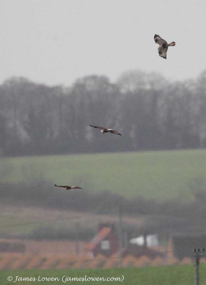 Rough-legged Buzzard
