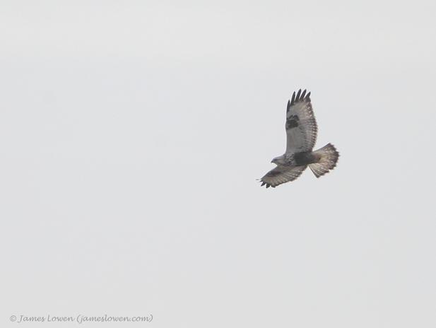 Rough-legged Buzzard
