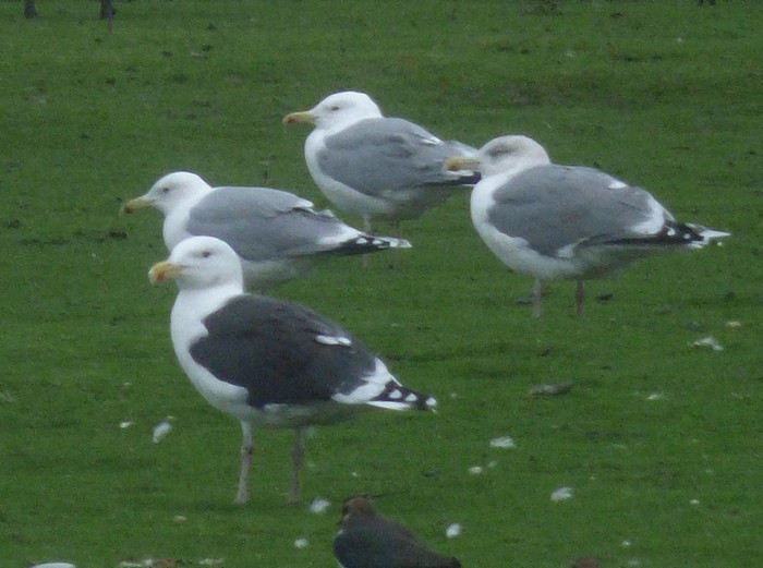 Caspian Gull