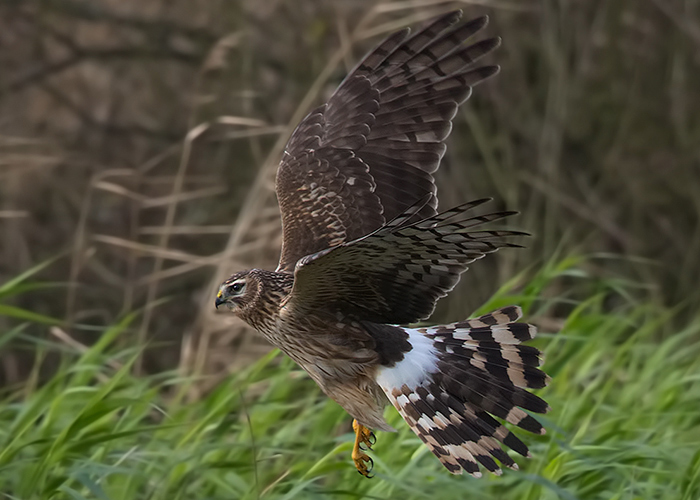 Hen Harrier