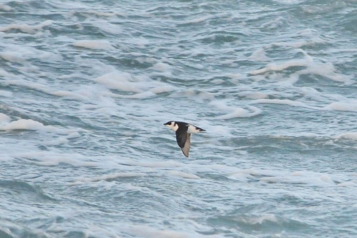Little Auk