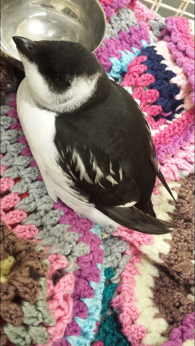 Little Auk
