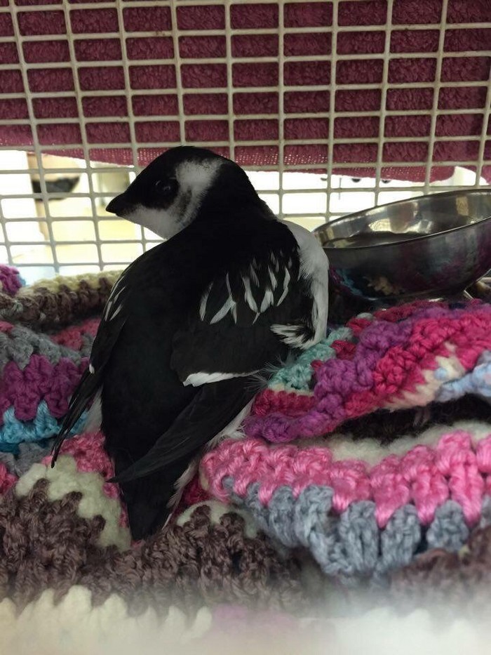 Little Auk