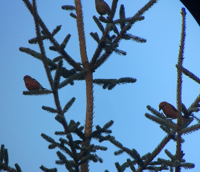 Two-barred Crossbill
