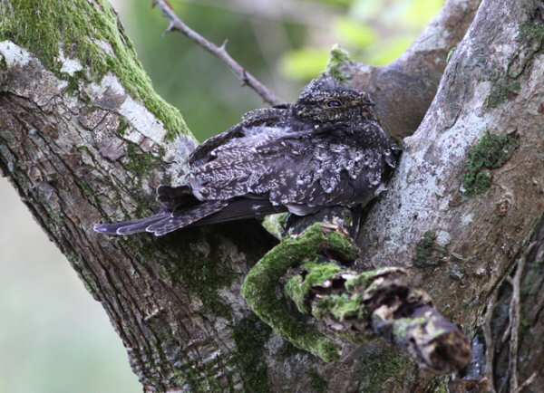 Common Nighthawk