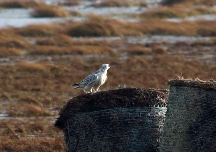 Gyr