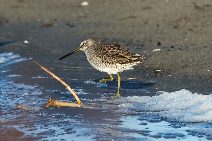 Long-billed Dowitcher
