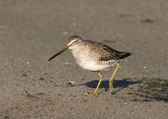 Long-billed Dowitcher
