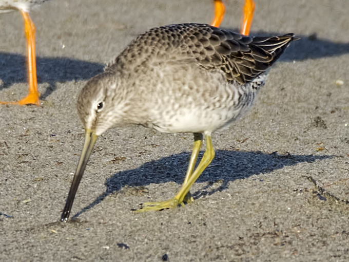 Long-billed Dowitcher