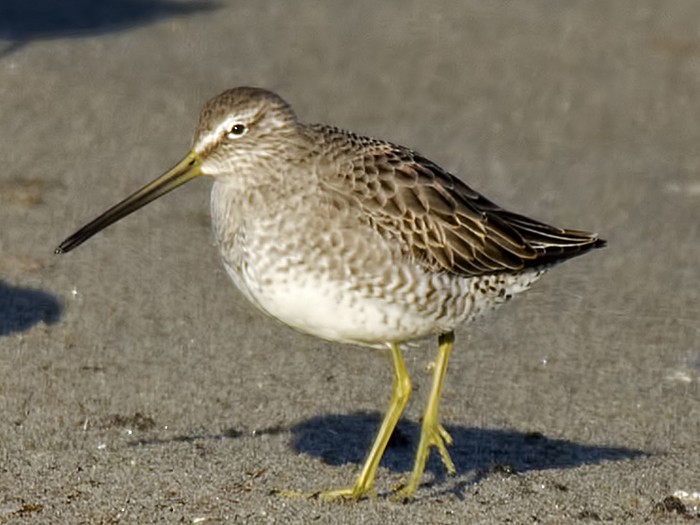 Long-billed Dowitcher