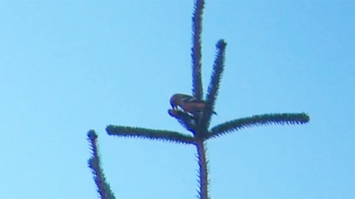 Two-barred Crossbill