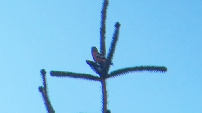 Two-barred Crossbill