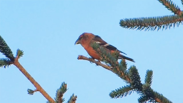 Two-barred Crossbill