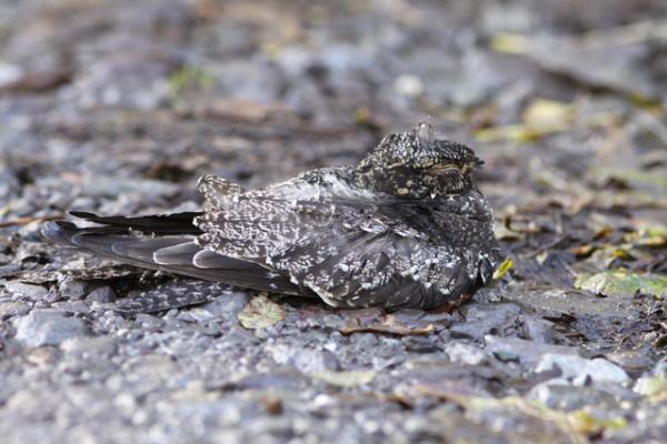 Common Nighthawk