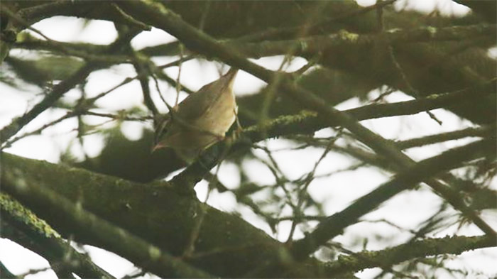 Dusky Warbler