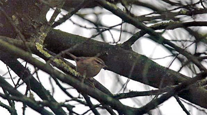 Dusky Warbler