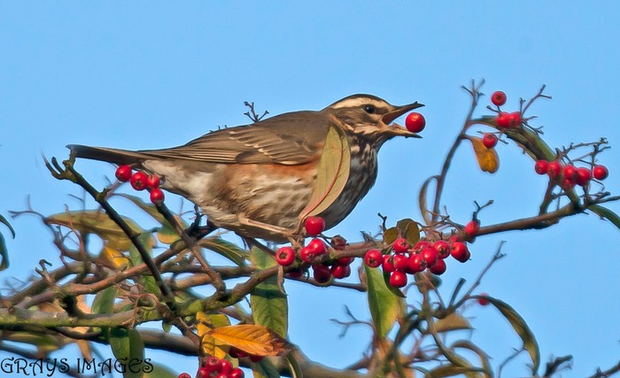 Redwing