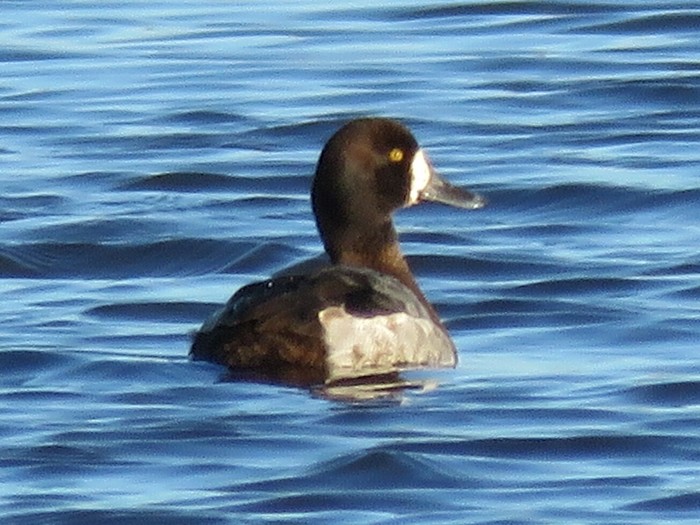 Scaup