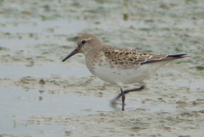 White-rumped Sandpiper