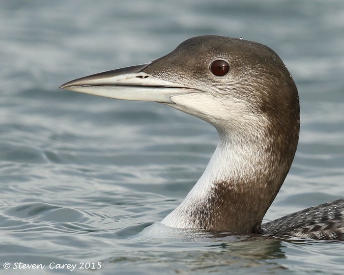 Great Northern Diver