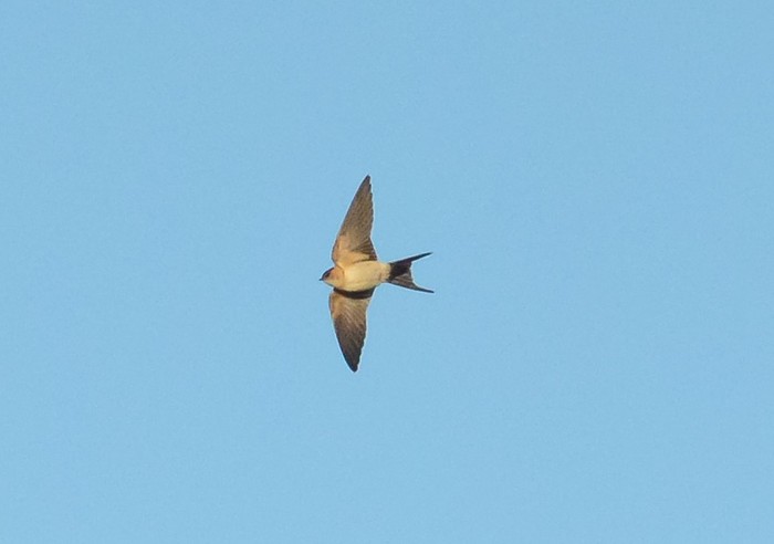 Red-rumped Swallow