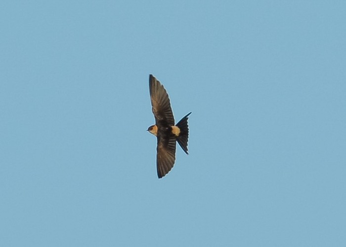 Red-rumped Swallow