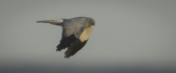 Hen Harrier