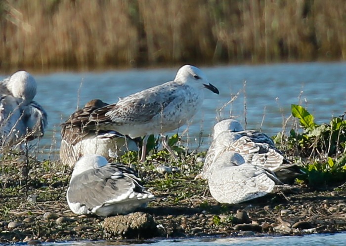 Caspian Gull