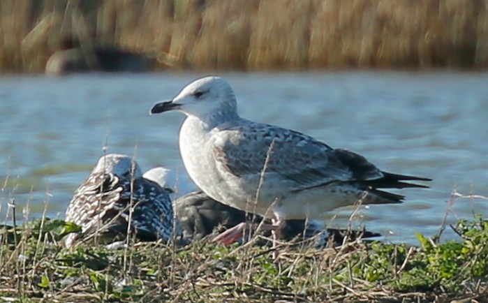 Caspian Gull
