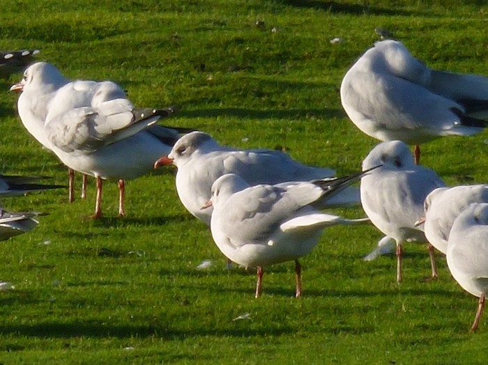 Mediterranean Gull